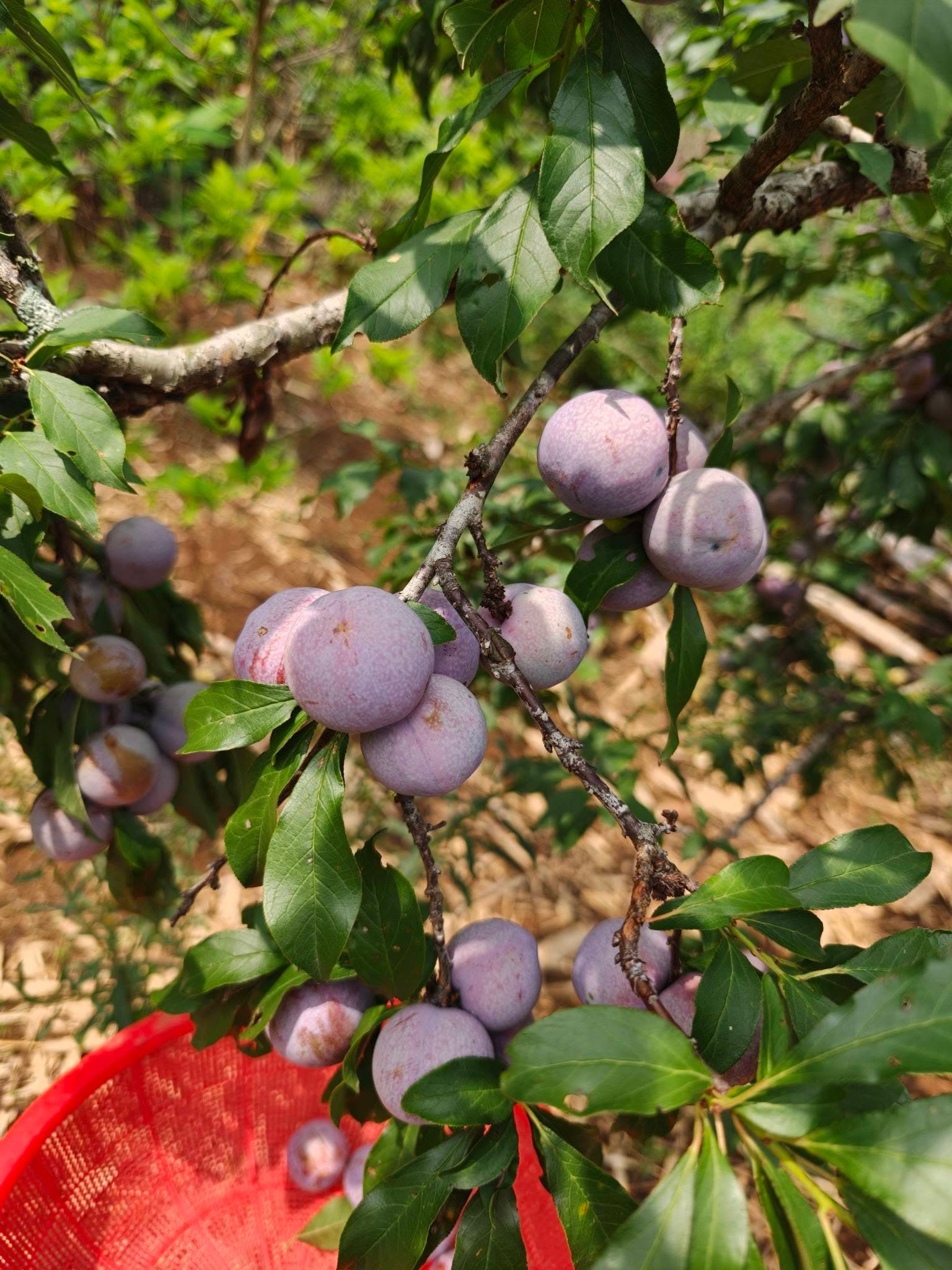 Mận hậu minh họa 2