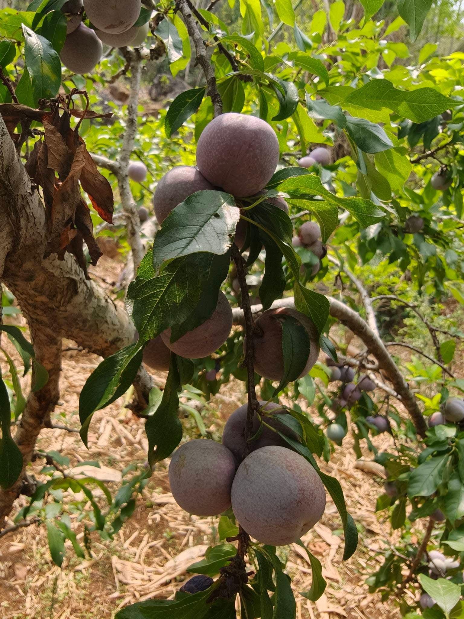 Mận hậu tươi dùng làm ảnh nền