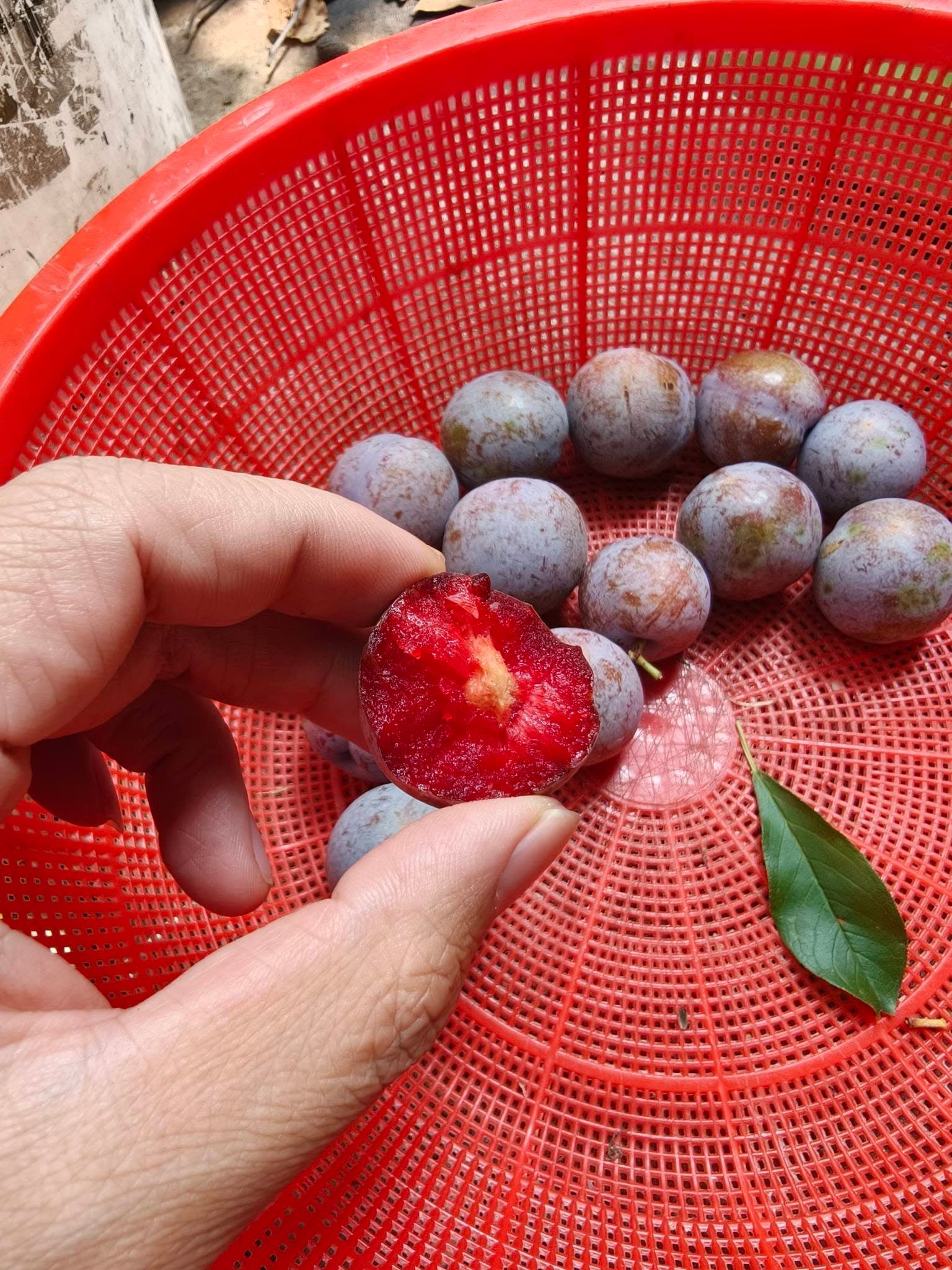Mận hậu minh họa 3